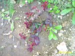 PIC_0026.JPG