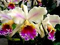 cattleya-rex-flammea[1].jpg