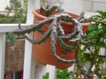 DSC03484.JPG