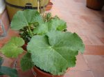 DSC03483.JPG