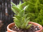 Aloe1.jpg