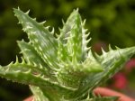 aloe2.jpg