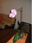 Phal entera.jpg