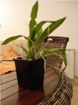 Oncidium.jpg