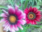 gazania1.jpg