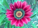 gazania2.jpg