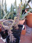 pereskiopsis.jpg