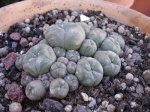 peyote1.jpg