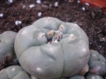 peyote 2.jpg