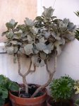 kalanchoe.jpg