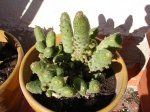 cactus.jpg
