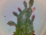 opuntia.jpg