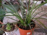 66 Agave stricta.jpg