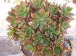 142 Aeonium decorum .JPG