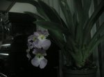 IMG_0233.jpg