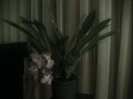 IMG_0236.jpg