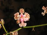 Orquídea 1.jpg