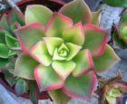aeonium haworthii.jpg