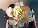 aeonium cv-kiwi.jpg