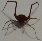 araña1.jpg