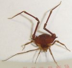 araña2.jpg