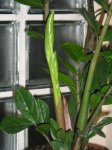 zamioculcas creciendo.JPG