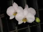 phal blanca.JPG