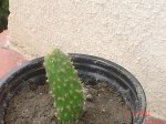 cactus.JPG