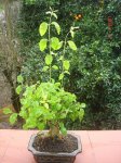 ligustrum.JPG