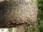raiz serissa phoetida.JPG
