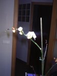 PIC_0148.JPG