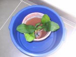 PIC_0009.JPG