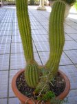 100Trichocereus Spachianus-2.jpg