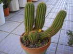100 Trichocereus Spachianus.JPG