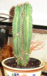 cactus 4-03.JPG