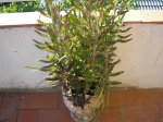 69 Kalanchoe daigremontiana.JPG