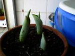 tulipanes.jpg
