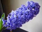 blue.jpg