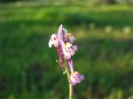 Linaria-Cortegana.jpg
