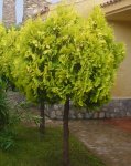 arbol.jpg