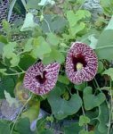 aristolochia-elegans.jpg