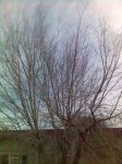 populus 1.jpg