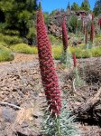 Echium_wildpretii.jpg