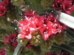 echium_wildpretii2.jpg