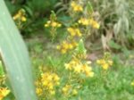 bulbine.jpg