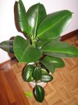 ficus.jpg