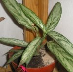 nueva 2005-01-02.jpg
