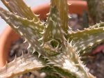 Aloe.jpg