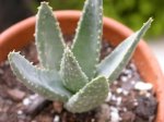 aloe2.jpg
