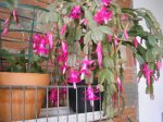 85 Schlumbergera x buckleyi.JPG